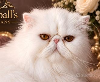 gatto persiano