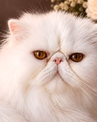 gatto persiano