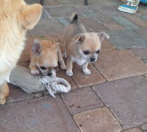 Splendidi Cuccioli di Chihuahua
