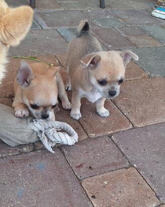 Splendidi Cuccioli di Chihuahua