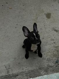 Cucciola bull dog francese