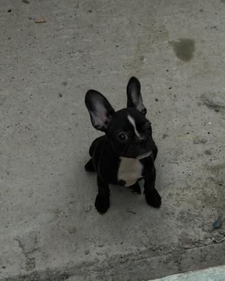 Cucciola bull dog francese