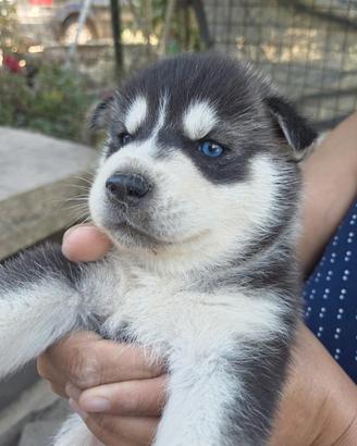 Cuccioli di Siberian husky