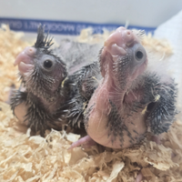 Calopsite allevate a mano