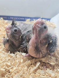 Calopsite allevate a mano