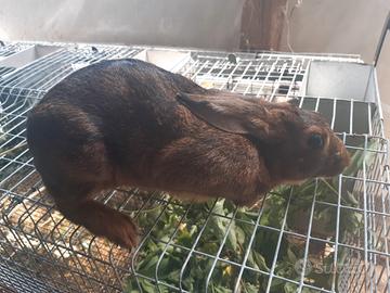 Amanti animali