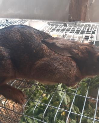 Amanti animali