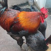 Pulcini marans