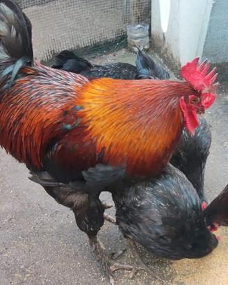 Pulcini marans