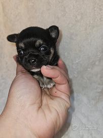 Chihuahua toy pedigree Enci