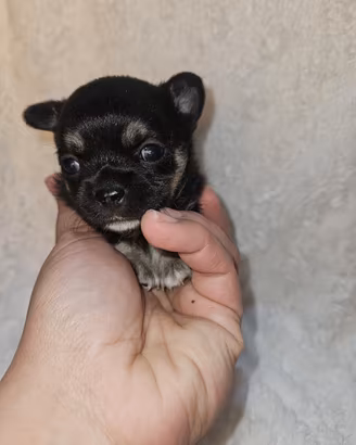 Chihuahua toy pedigree Enci