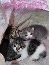 Gattini certosino/bengala