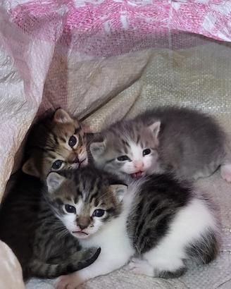 Gattini certosino/bengala