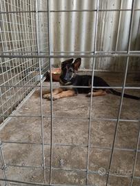 Cuccioli di pastore tedesco
