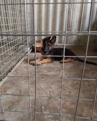Cuccioli di pastore tedesco