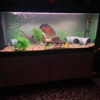 Pesce Oscar