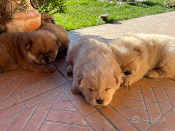 Cuccioli di Chow Chow