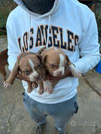 Cuccioli di pitbull read nouse