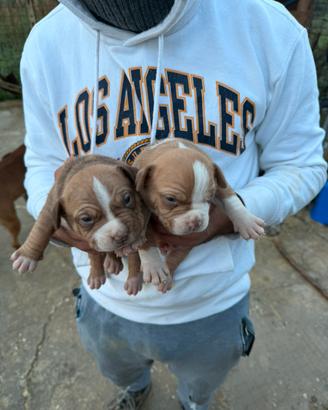 Cuccioli di pitbull read nouse