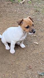 Jack Russel