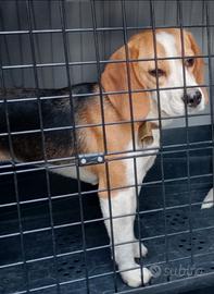Beagle cane da caccia