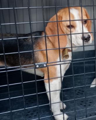 Beagle cane da caccia