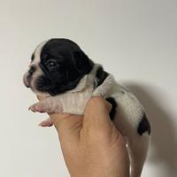 Cuccioli bulldog francese