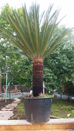 Cycas  Santa Marinella (RM)