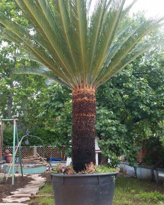 Cycas  Santa Marinella (RM)