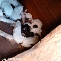 Cuccioli bracco tedesco roani marrone