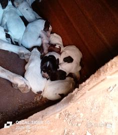 Cuccioli bracco tedesco roani marrone