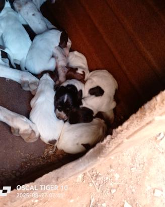 Cuccioli bracco tedesco roani marrone