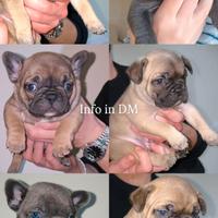 Bulldog francese