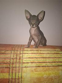 Sphinx