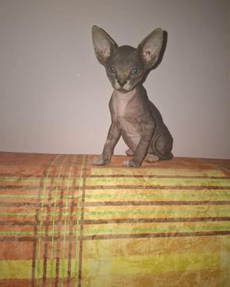 Sphinx