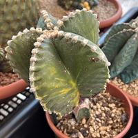 🌵Cactus astrophytum vari