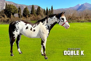 Stallone Paint overo