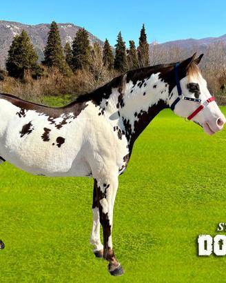 Stallone Paint overo