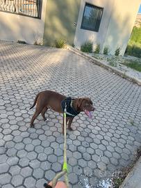 Cane pit bull bravo e gentile