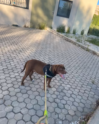 Cane pit bull bravo e gentile