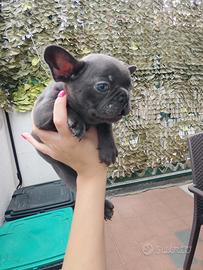 bulldog francese 