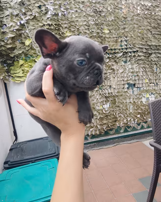 bulldog francese 