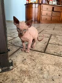 Gatti nudi - sphynx
