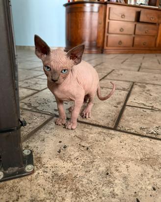 Gatti nudi - sphynx