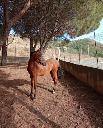 Cavalla ispano araba