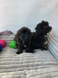 Maltipoo - M&F