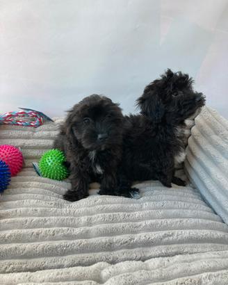 Maltipoo - M&F