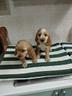 cuccioli-di-cocker-spaniel