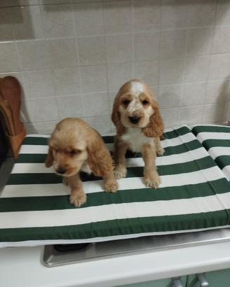 Cuccioli di cocker spaniel