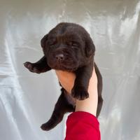 Labrador cuccioli
